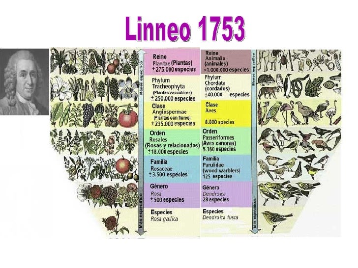 Carlos Linneo Clasificacion De Los Seres Vivos