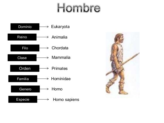 Taxonomia De Humanos Human Belongs To Which Order In Taxonomic
