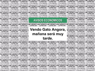 AVISOS ECONOMICOS Vendo Gato Angora, mañana será muy tarde.