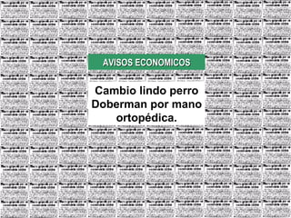 AVISOS ECONOMICOS Cambio lindo perro Doberman por mano ortopédica.
