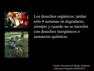 Los desechos orgánicos, tardan  sólo 4 semanas en degradarse,  siempre y cuando no se mezclen  con desechos inorgánicos o  sustancias químicas. Fuente: Secretaría de Medio Ambiente  y Recursos Naturales SEMANAT 