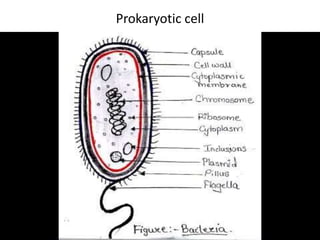 Prokaryotic cell
 