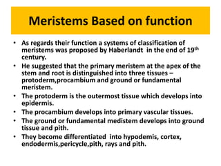 Meristems Based on function
• As regards their function a systems of classification of
meristems was proposed by Haberlandt in the end of 19th
century.
• He suggested that the primary meristem at the apex of the
stem and root is distinguished into three tissues –
protoderm,procambium and ground or fundamental
meristem.
• The protoderm is the outermost tissue which develops into
epidermis.
• The procambium develops into primary vascular tissues.
• The ground or fundamental medistem develops into ground
tissue and pith.
• They become differentiated into hypodemis, cortex,
endodermis,pericycle,pith, rays and pith.
 