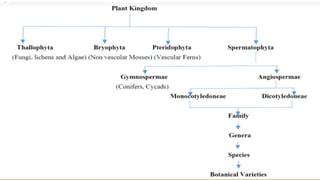 Horticulture Classification of vegetables.pptx