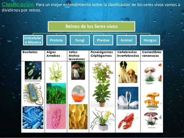 Clasificación de los Reinos y Clasificación de los Seres Vivos