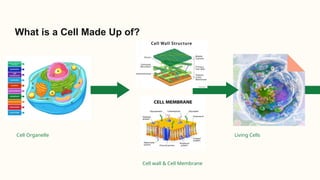 Comprehensive Overview of the Cell: The Fundamental Unit of Life in ...