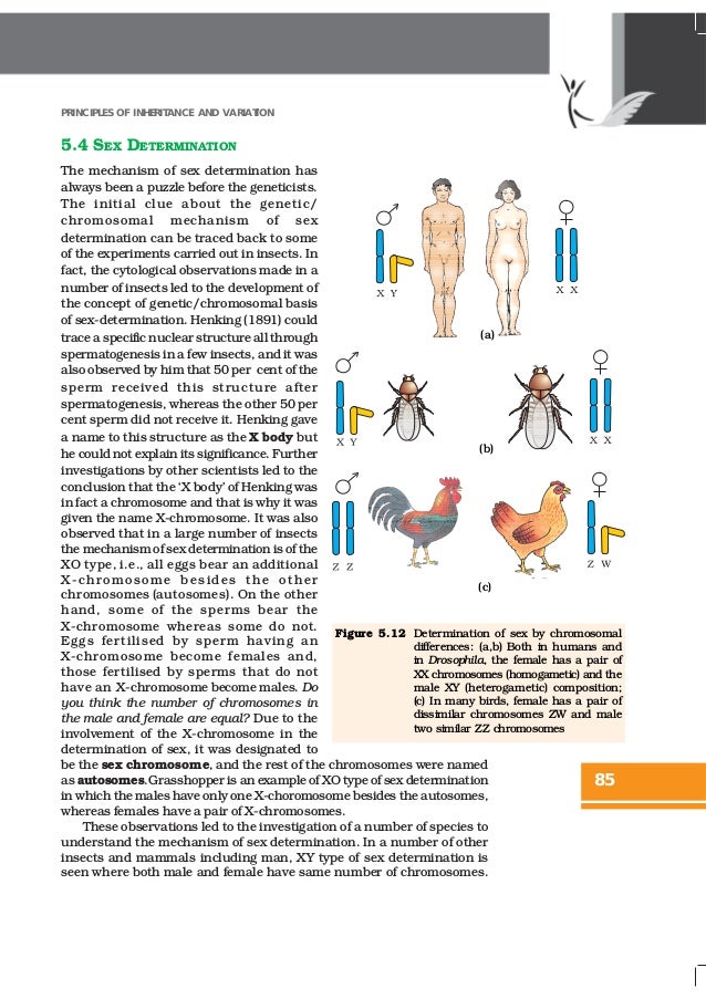 NCERT Books Class 12 Biology Chapter 5 Principles of Inheritance