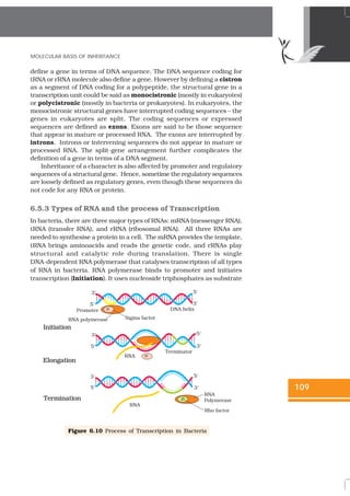 NCERT Books Class 12 Biology Chapter 6 Molecular basis of Inheritance | PDF