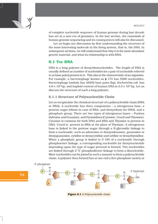 NCERT Books Class 12 Biology Chapter 6 Molecular basis of Inheritance | PDF
