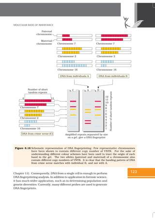 NCERT Books Class 12 Biology Chapter 6 Molecular basis of Inheritance | PDF