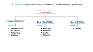 K.R.Sporne recognised three classes and comprised of 9 orders among the Gymnosperms.
GYMNOSPERMS
Class: CONIFEROPSIDA Class: GNETOPSIDA
Class: CYCADOPSIDA
 Pteridospermales
 Bennettitales
 Pentoxylales
 Cycadales
 Cordaitales
 Coniferales
 Taxales
 Ginkgoales
 Gnetales
ORDERS ORDERS ORDER
 