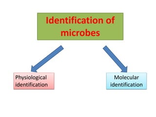 Identification of
microbes
Molecular
identification
Physiological
identification
 