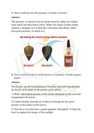 3. How would you test the presence of starch in leaves?
Answer:
The presence of starch in leaves can be tested by iodine test. Iodine
turns starch into blue-black colour. When few drops of dilute iodine
solution is dropped on a boiled leaf, it becomes blue-black which
proves the presence of starch in it.
4. Give a brief description of the process of synthesis of food in green
plants.
Answer:
The Leaves are the food factories of the plant. the food is produced in
the leaves of the plant in the manner given below:
1) Water and mineral present in the soil are absorbed by the roots and
transported to the leaves.
2) Carbon dioxide from the air is taken in through the tiny pores
present on the surface of the leaves.
3) The leaves of a plant have a green pigment chlorophyll. It helps the
leave to capture the energy of the sunlight.
 