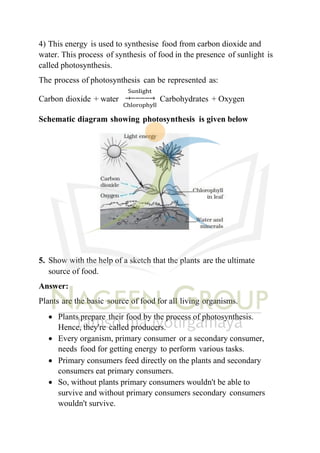 4) This energy is used to synthesise food from carbon dioxide and
water. This process of synthesis of food in the presence of sunlight is
called photosynthesis.
The process of photosynthesis can be represented as:
Sunlight
Carbon dioxide + water →−−−−→
Chlorophyll
Carbohydrates + Oxygen
Schematic diagram showing photosynthesis is given below
5. Show with the help of a sketch that the plants are the ultimate
source of food.
Answer:
Plants are the basic source of food for all living organisms.
• Plants prepare their food by the process of photosynthesis.
Hence, they're called producers.
• Every organism, primary consumer or a secondary consumer,
needs food for getting energy to perform various tasks.
• Primary consumers feed directly on the plants and secondary
consumers eat primary consumers.
• So, without plants primary consumers wouldn't be able to
survive and without primary consumers secondary consumers
wouldn't survive.
 