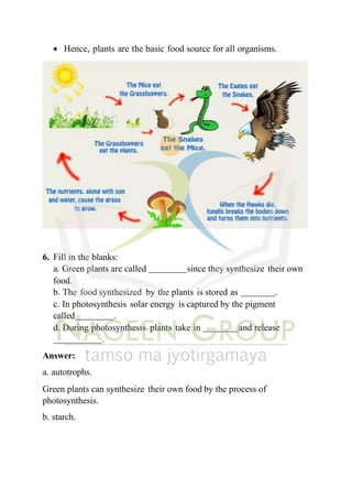 • Hence, plants are the basic food source for all organisms.
6. Fill in the blanks:
a. Green plants are called since they synthesize their own
food.
b. The food synthesized by the plants is stored as .
c. In photosynthesis solar energy is captured by the pigment
called .
d. During photosynthesis plants take in and release
.
Answer:
a. autotrophs.
Green plants can synthesize their own food by the process of
photosynthesis.
b. starch.
 
