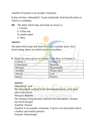 Amarbel (Cuscuta) is an example of parasite.
It does not have chlorophyll. It gets readymade food from the plant on
which it is climbing.
(B) The plant which traps and feeds on insects is:
i. Cuscuta
ii. China rose
iii. pitcher plant
iv. Rose
Answer:
The plant which traps and feeds on insects is pitcher plant. Such
insect-eating plants are called insectivorous plants.
9. Match the items given in Column I with those in Column II:
Column I Column II
Chlorophyll Bacteria
Nitrogen Heterotrophs
Amarbel Pitcher plant
Animal Leaf
Insects Parasite
Answer:
Chlorophyll: Leaf
The chlorophyll is found in the chloroplasts present in the plant
cells in the leaves.
Nitrogen: Bacteria
The nitrogen fixing bacteria transform the atmospheric nitrogen
into fixed nitrogen
Amarbel: Parasite
Amarbel is an example of parasite. It grows over host plants and is
a leafless and rootless parasite.
Animals: Heterotrophs
 
