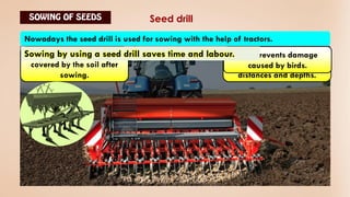 Seed drill
Nowadays the seed drill is used for sowing with the help of tractors.
This tool sows the seeds
uniformly at proper
distances and depths.
It ensures that seeds get
covered by the soil after
sowing.
This prevents damage
caused by birds.
Sowing by using a seed drill saves time and labour.
 
