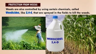 They .
Weeds are also controlled by using certain chemicals, called
, like , that are sprayed in the fields to kill the weeds.
 