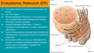 Class 9 biology chapter 1 | PDF