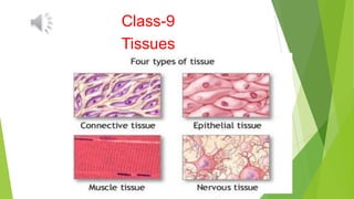 Class-9
Tissues
 