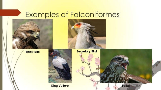 Examples Of Aves
