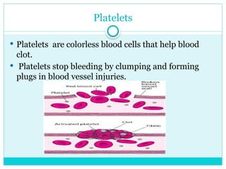 Class-VII Tansportation in animals and plants..pptx