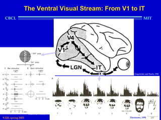 The Ventral Visual Stream: From V1 to IT
  CBCL                                                                              MIT




                                                             modified from Ungerleider and Haxby, 1994




                     Hubel & Wiesel, 1959
                                            Desimone, 1991
9.520, spring 2003                                                   Desimone, 1991
 