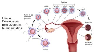 Human
Development
from Ovulation
to Implantation
 
