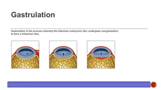 Gastrulation
 