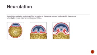Neurulation
 