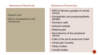 Derivatives of Neural tube
 Spinal cord
 Brain hemispheres and
brainstem
Derivatives of Neural crest
 DRG & Sensory ganglia of cranial
nerves
 Sympathetic and parasympathetic
ganglia
 Schwann cells
 Adrenal medulla
 Melanocytes
 Neurolemma of the peripheral
nerves
 Cells of the pia & arachnoid mater
 Intraocular muscles
 Ciliary bodies
 Carotid bodies
 