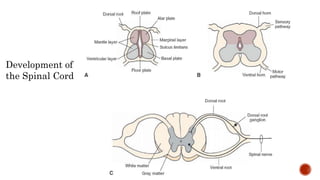 Development of
the Spinal Cord
 