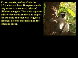 Vervet monkeys of sub-Saharan Africa have at least 10 separate calls they make to warn each other of different dangers. There are separate calls for leopards, snakes and eagles, for example and each call triggers a different defense mechanism in the listening group.  