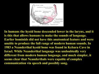 In humans the hyoid bone descended lower in the larynx, and it is this that allows humans to make the sounds of language. Earlier hominids did not have this anatomical feature and were unable to produce the full range of modern human sounds. In 1983 a Neanderthal hyoid bone was found in Kebara Cave in Israel. While Neanderthal language was undoubtedly very different from modern human language, and much simpler, it seems clear that Neanderthals were capable of complex communication via speech and possibly song. 