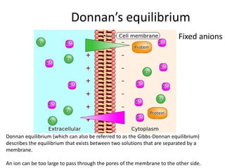 Donnan’s equilibrium
Fixed anions
Donnan equilibrium (which can also be referred to as the Gibbs-Donnan equilibrium)
describes the equilibrium that exists between two solutions that are separated by a
membrane.
An ion can be too large to pass through the pores of the membrane to the other side.
 