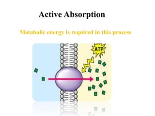 Active Absorption
Metabolic energy is required in this process
 