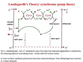 Lundegardh’s Theory/ cytochrome pump theory
Fe++: reduced outer , Fe+++” oxidized in inner. On outer the reduced cytochrome is oxidized by
02 releasing electron and taking anion. Unites with O2 to form water.
In inner surface, oxidized cytochrome becomes reduced taking e- from dehydrogenase reaction.
A- is then released.
 