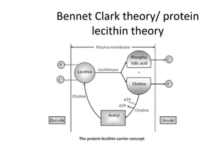 Bennet Clark theory/ protein
lecithin theory
 