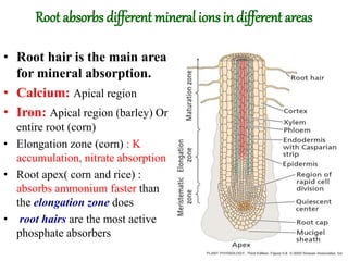 Root absorbs different mineral ions in different areas
• Root hair is the main area
for mineral absorption.
• Calcium: Apical region
• Iron: Apical region (barley) Or
entire root (corn)
• Elongation zone (corn) : K
accumulation, nitrate absorption
• Root apex( corn and rice) :
absorbs ammonium faster than
the elongation zone does
• root hairs are the most active
phosphate absorbers
 