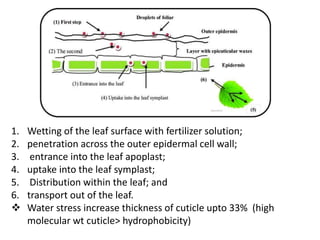1. Wetting of the leaf surface with fertilizer solution;
2. penetration across the outer epidermal cell wall;
3. entrance into the leaf apoplast;
4. uptake into the leaf symplast;
5. Distribution within the leaf; and
6. transport out of the leaf.
 Water stress increase thickness of cuticle upto 33% (high
molecular wt cuticle> hydrophobicity)
 
