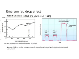 Emerson red drop effect
•
Robert Emerson (1932) and Lewis et al. (1943)
Quantum yield: the number of oxygen molecule released per photon of light in photosynthesis is called
quantum yield
 