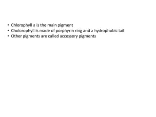 • Chlorophyll a is the main pigment
• Cholorophyll is made of porphyrin ring and a hydrophobic tail
• Other pigments are called accessory pigments
 