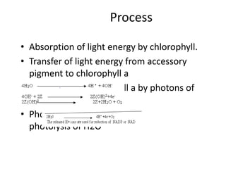 • Absorption of light energy by chlorophyll.
• Transfer of light energy from accessory
pigment to chlorophyll a
• Activation of chlorophyll a by photons of
light
• Photo
photolysis of H2O
Process
 