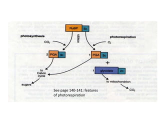 See page 140-141: features
of photorespiration
 