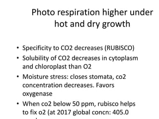 • Specificity to CO2 decreases (RUBISCO)
• Solubility of CO2 decreases in cytoplasm
and chloroplast than O2
• Moisture stress: closes stomata, co2
concentration decreases. Favors
oxygenase
• When co2 below 50 ppm, rubisco helps
to fix o2 (at 2017 global concn: 405.0
Photo respiration higher under
hot and dry growth
 