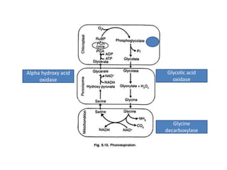 Glycolic acid
oxidase
Glycine
decarboxylase
Alpha hydroxy acid
oxidase
 