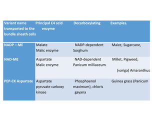 Variant name Principal C4 acid Decarboxylating Examples.
transported to the enzyme
bundle sheath cells
NADP – ME
NAD-ME
PEP-CK Aspartate
Malate NADP-dependent Maize, Sugarcane,
Malic enzyme Sorghum
Aspartate NAD-dependent Millet, Pigweed,
Malic enzyme Panicum milliaceum
(variga) Amaranthus
Aspartate Phosphoenol Guinea grass (Panicum
pyruvate carboxy maximum), chloris
kinase gayana
 