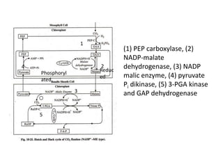 Reduc
ed
Phosphoryl
ated
1
2
3
4
5
(1) PEP carboxylase, (2)
NADP-malate
dehydrogenase, (3) NADP
malic enzyme, (4) pyruvate
Pi dikinase, (5) 3-PGA kinase
and GAP dehydrogenase
 