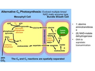 • 7: alanine
aminotransferas
e
• (8) NAD-malate
dehydrogenase
• OAA to
aspratate:
transamination
7
8
 