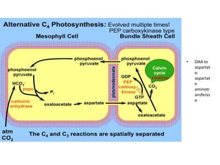 • OAA to
aspartat
e:
aspartat
e
aminotr
ansferas
e
 